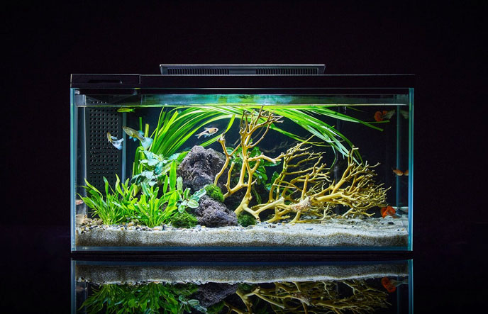 Intelligent water replenishment for fish tank